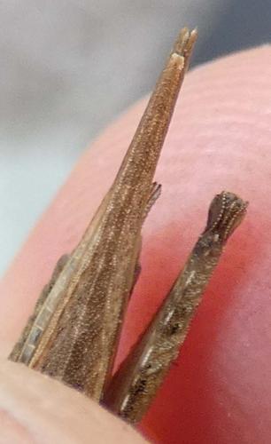 Réf. 292 308 : Tetrix subulata